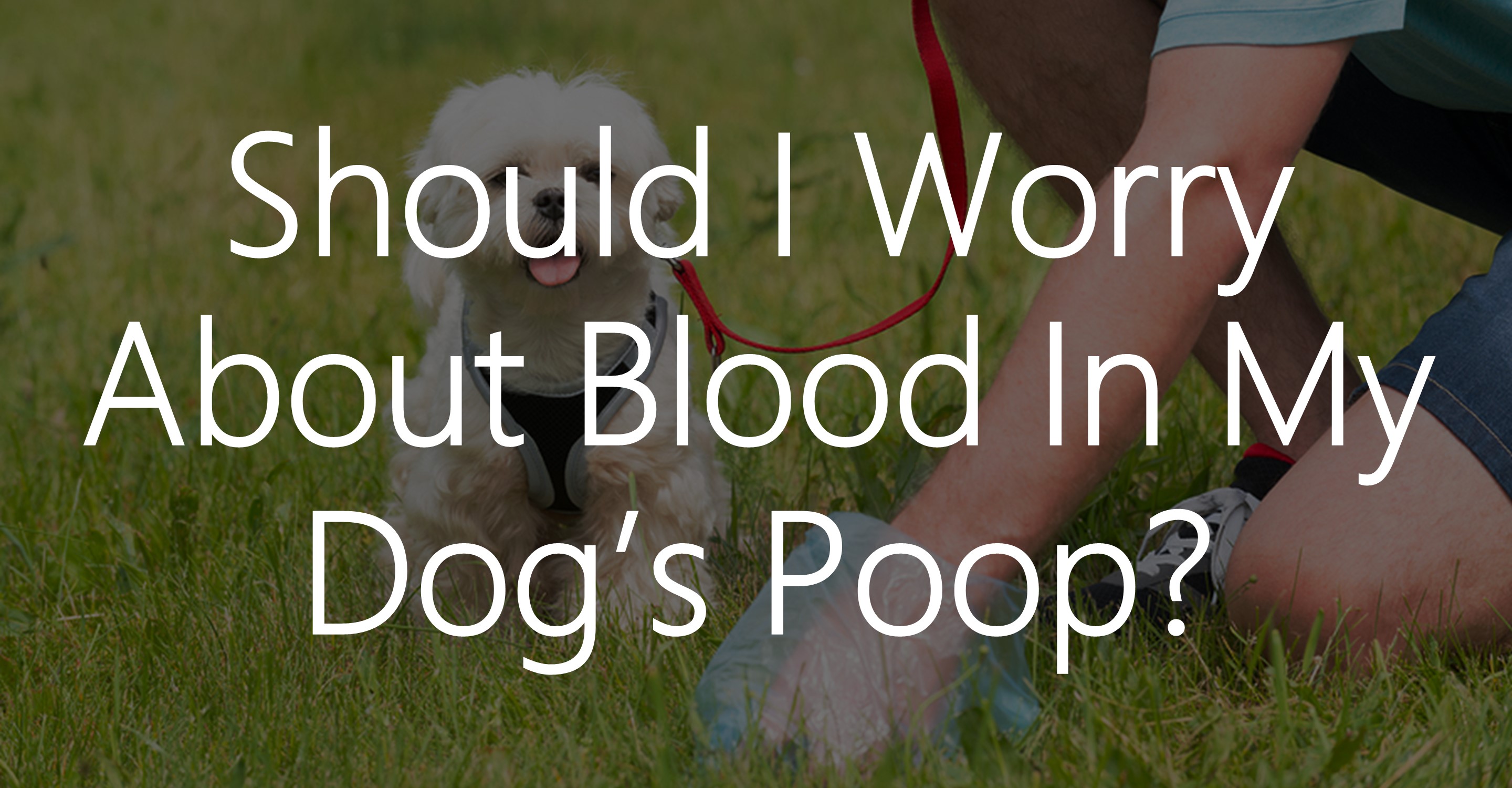 digested blood in dog stool