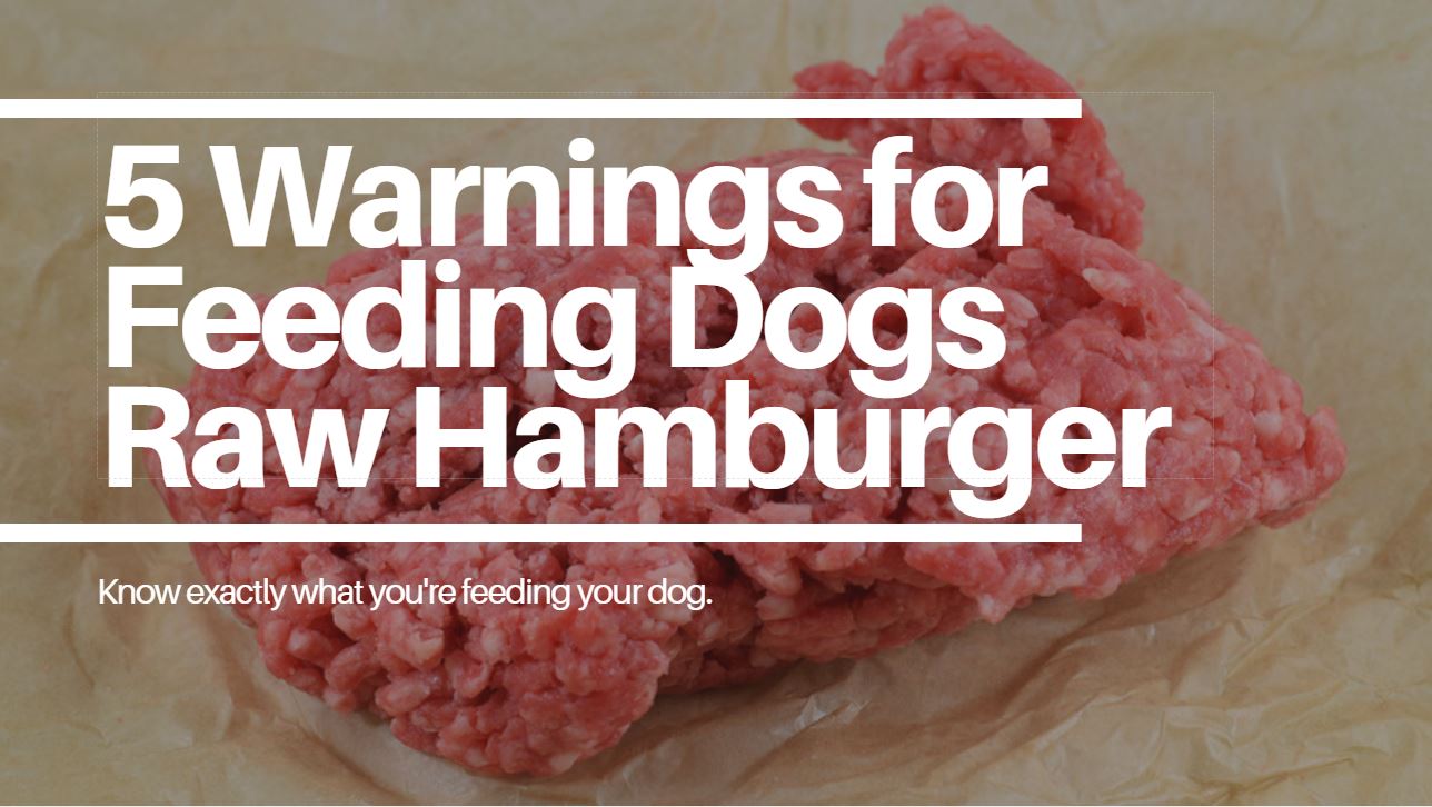 is raw hamburger good for dogs