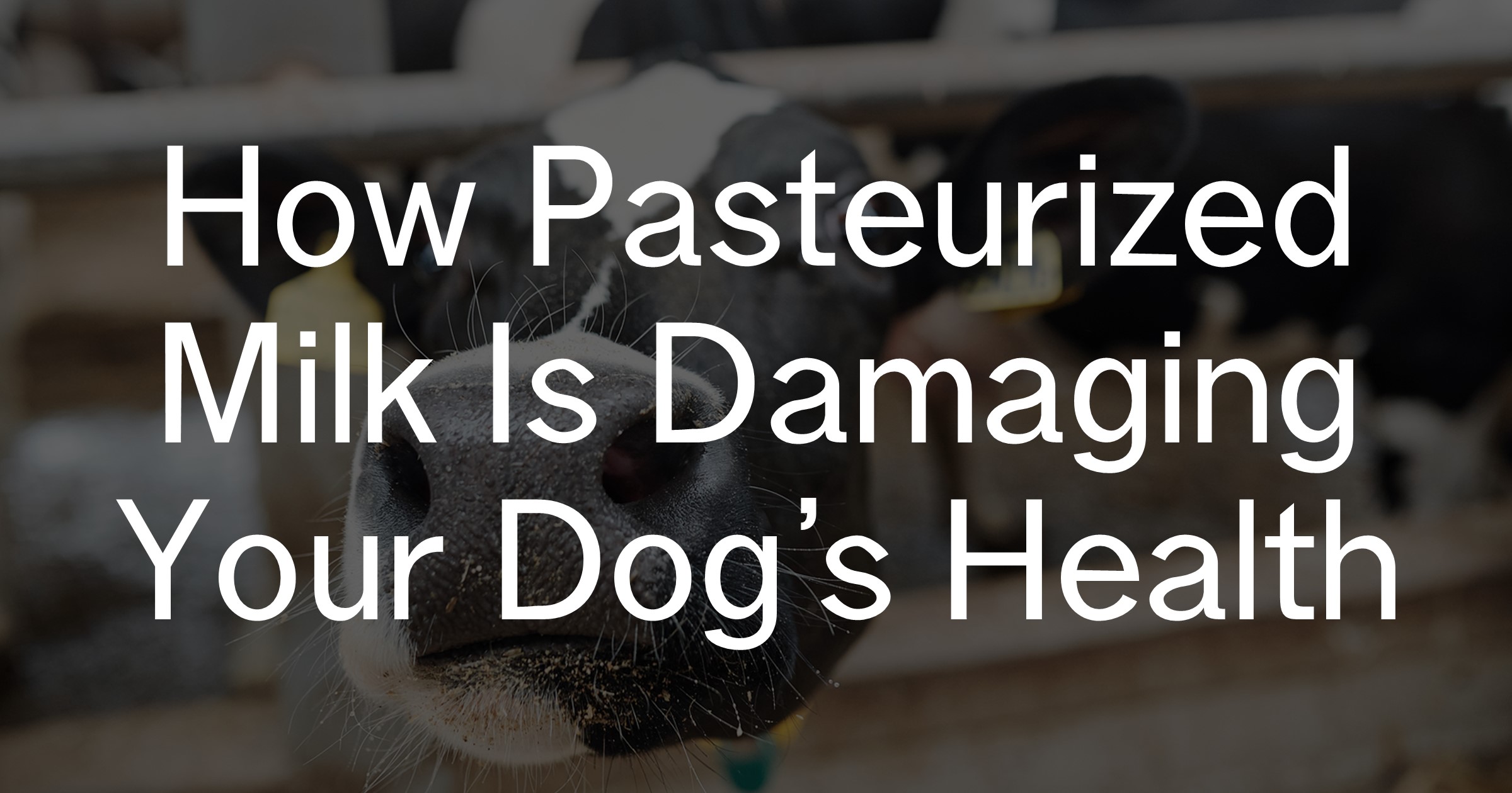 warnings-pasteurized-vs-unpasteurized-milk-for-dogs