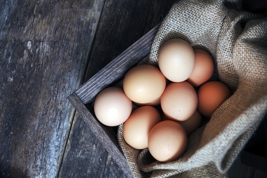 Can You Feed Raw Eggs To Dogs And Cats?