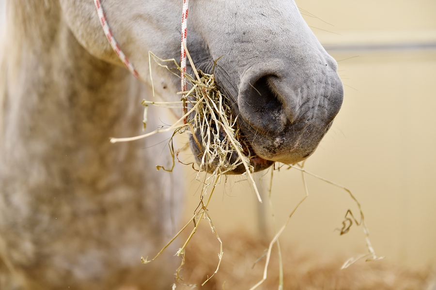 Health Benefits of Feeding Horses Sprouted Fodder