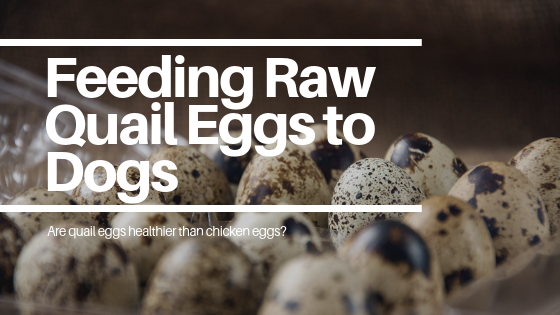 Quail Eggs for Dogs: A Complete Source of Nutrition