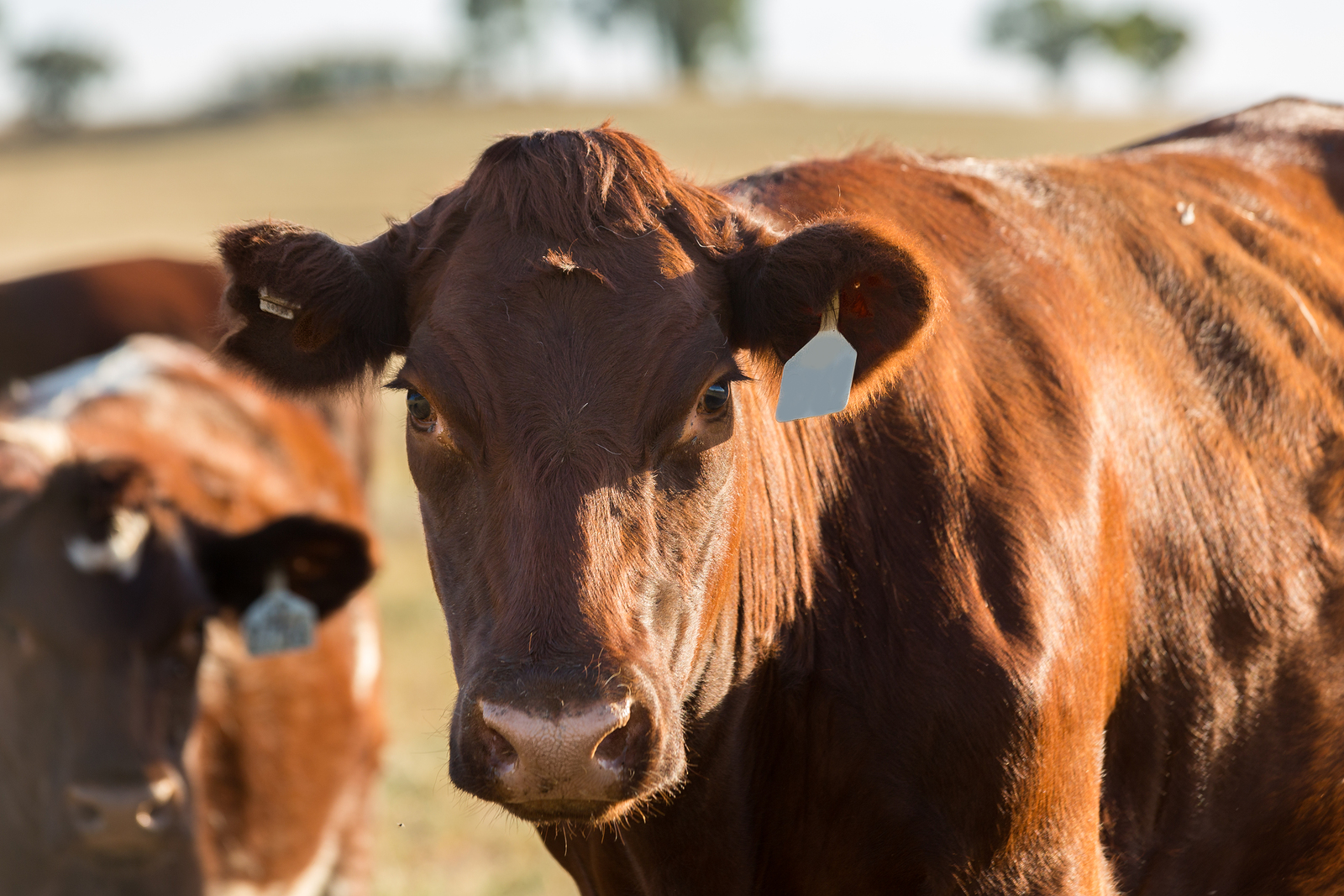 The Differences Between Factory-Farmed and Grass-Fed Meats