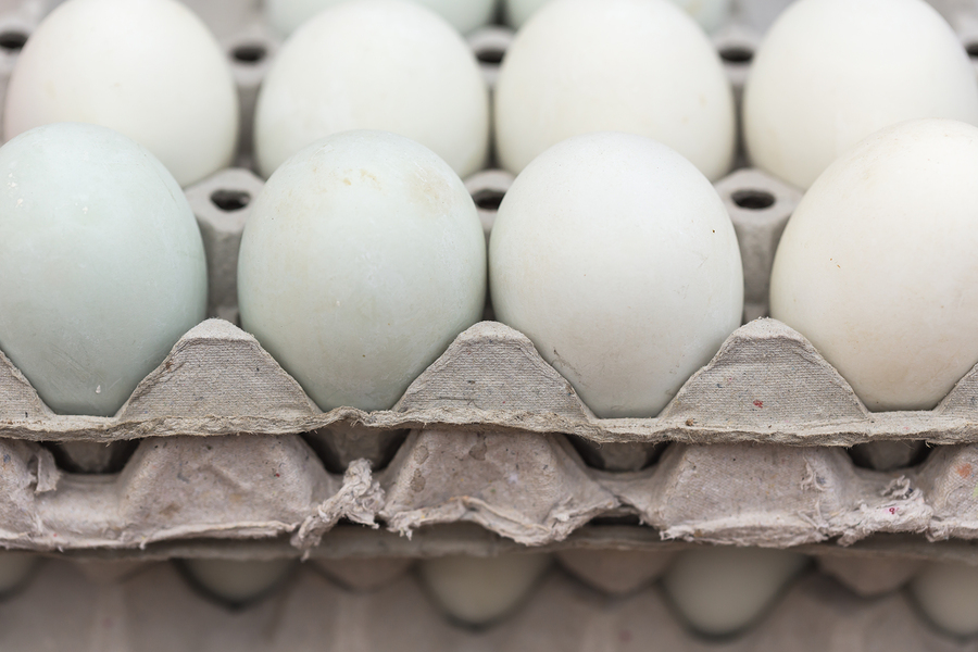 Feeding Your Dog Raw Duck Eggs vs Chicken Eggs