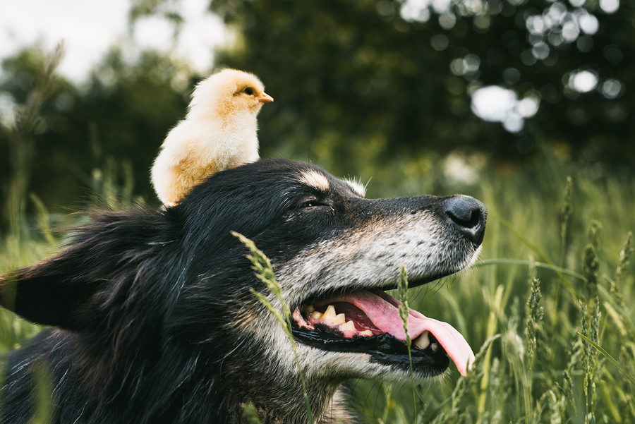 Raising Chickens To Feed Your Dogs (and Cats)