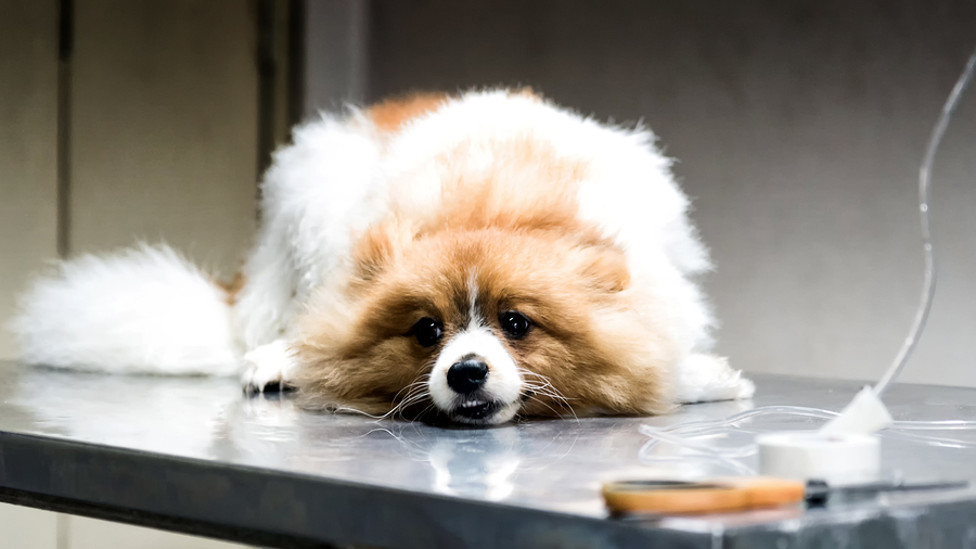 Anemia In Dogs: Supporting Healthy Blood Cell Counts