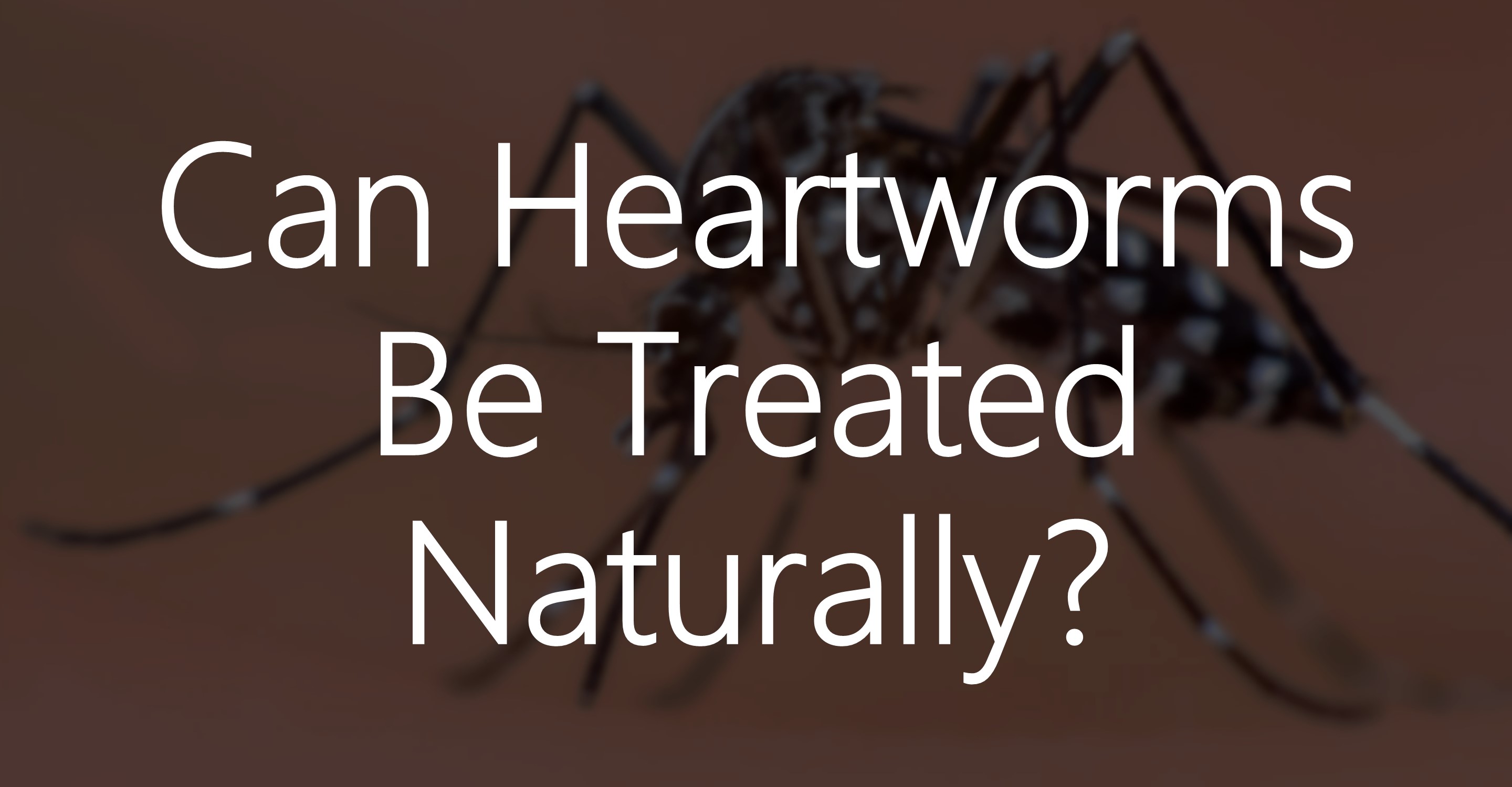 Can Heartworms Be Treated Naturally?