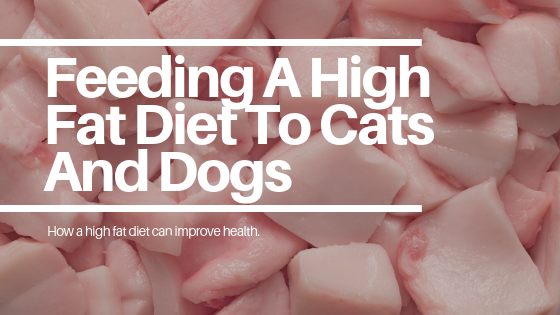 How a High Fat Diet for Dogs Can Boost Health