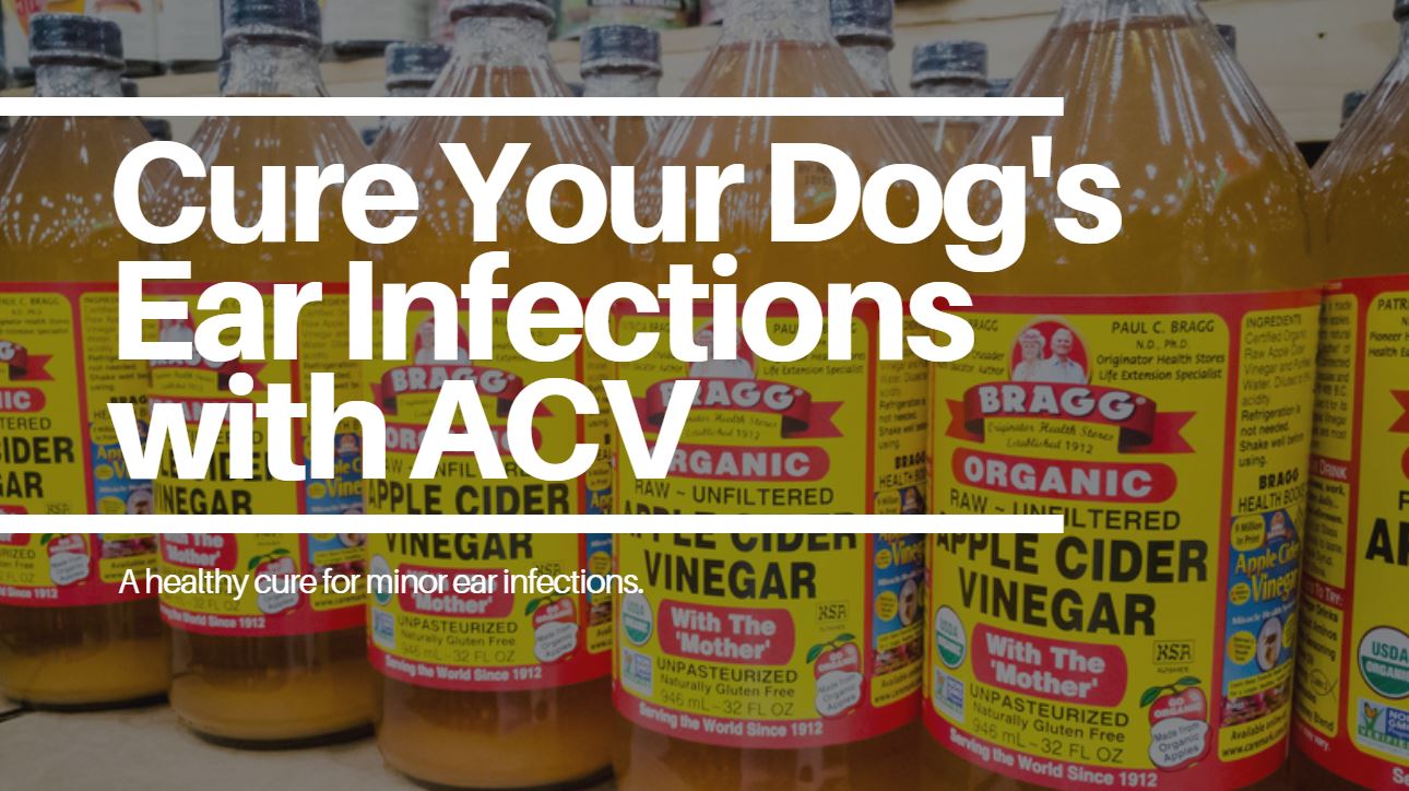 How to Best Use Apple Cider Vinegar for Dog Ear Infection Treatments