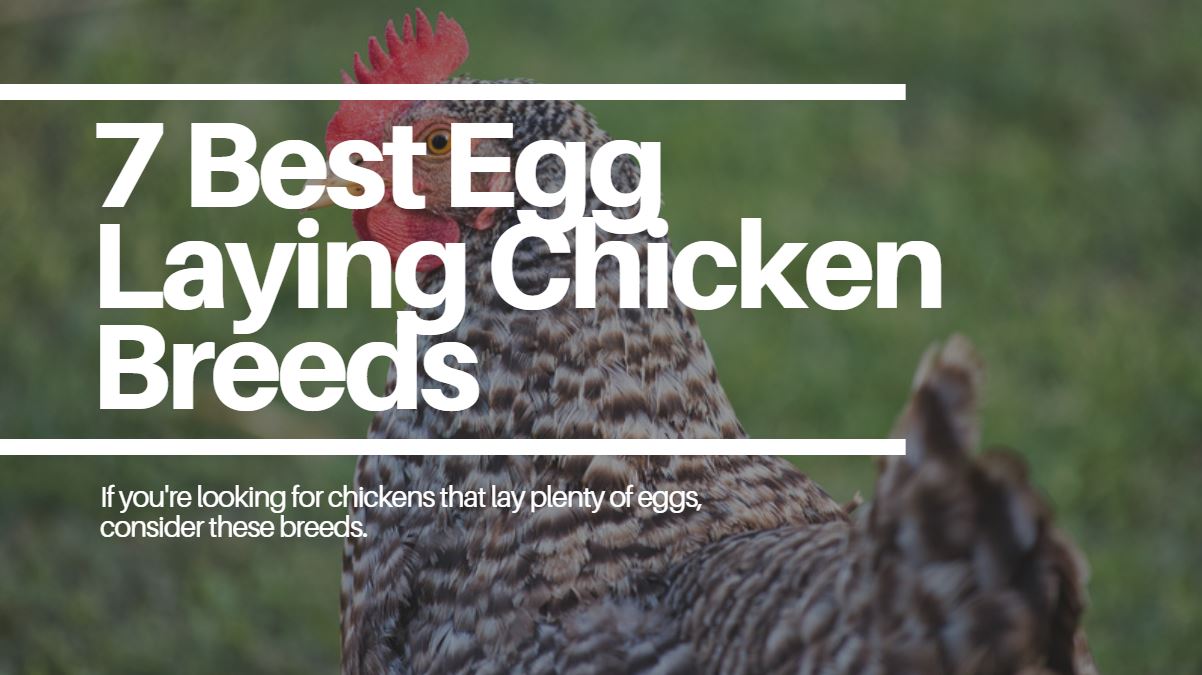 7 of the Best Egg Laying Chickens