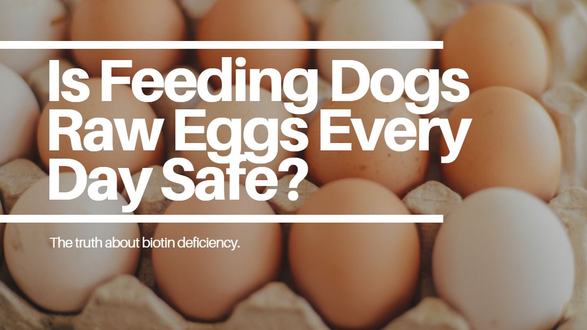 How Feeding Dogs Raw Eggs Every Day Can Cause a Biotin Deficiency