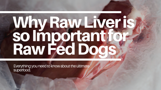 7 Reasons Why Feeding Raw Liver to Dogs is a Must