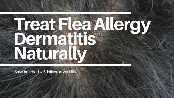 how do you treat dermatitis in dogs naturally