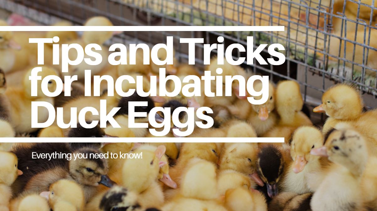 How to clean and prepare eggs for incubation