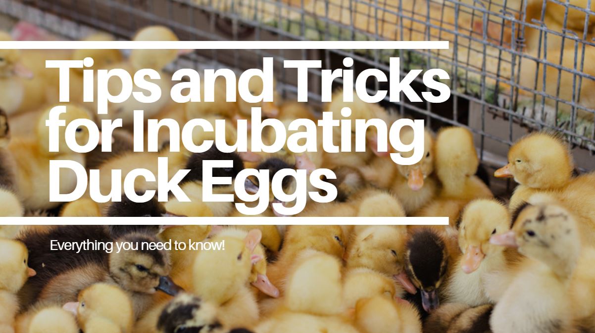 Incubating Duck Eggs: Everything You Need to Know