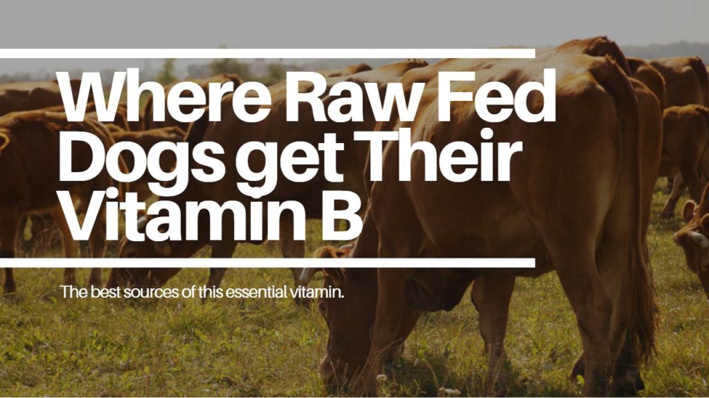 The Top 13 Sources Of Vitamin B For Dogs Fed A Raw Diet