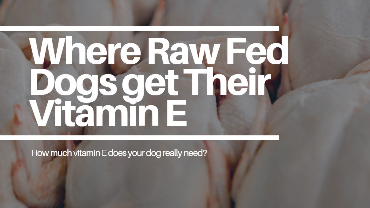 Top 13 Sources of Vitamin E for Dogs Fed a Raw Diet