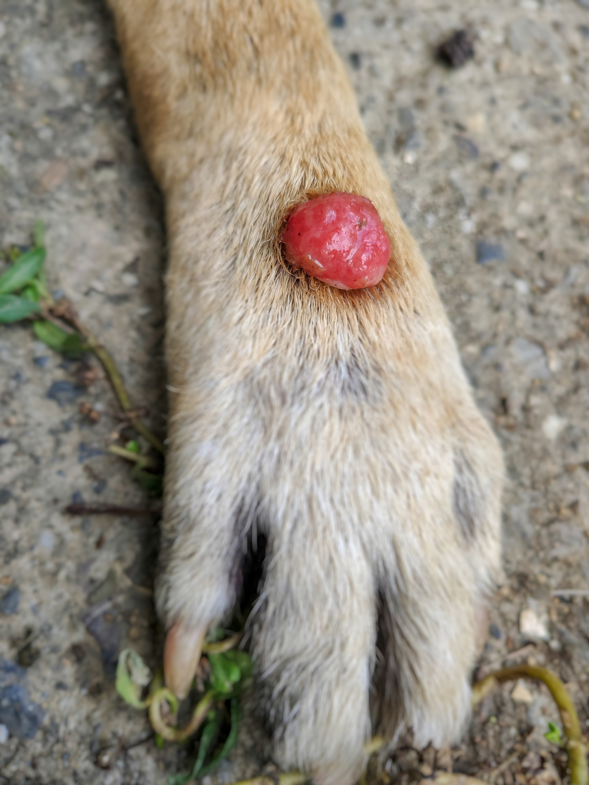 what causes a histiocytoma in dogs