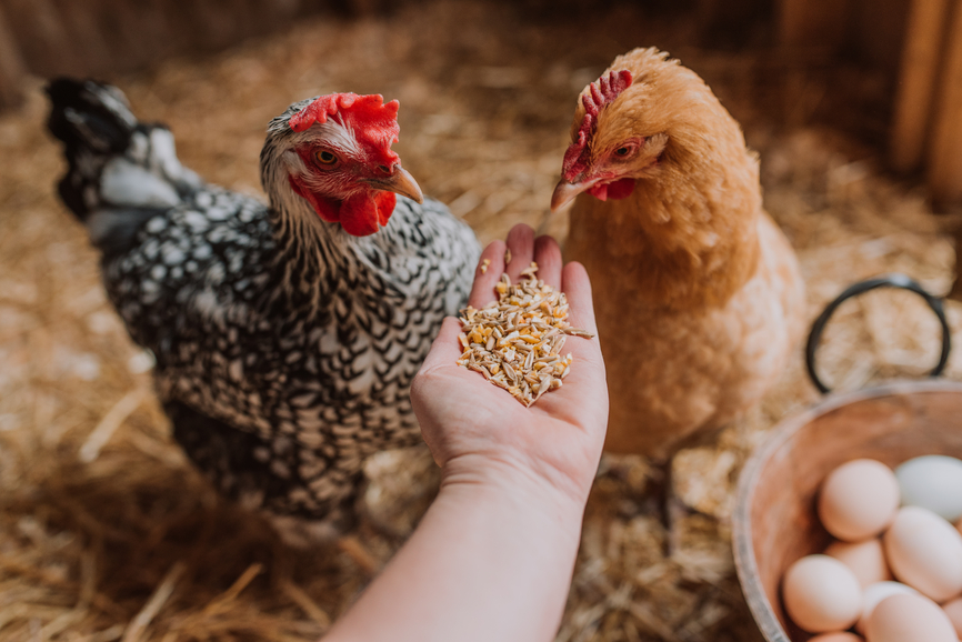 7 Dangers of Ivermectin for Chickens