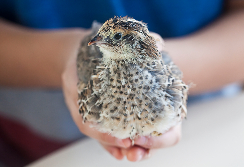 11 Must Know Tips for Raising Coturnix Quail